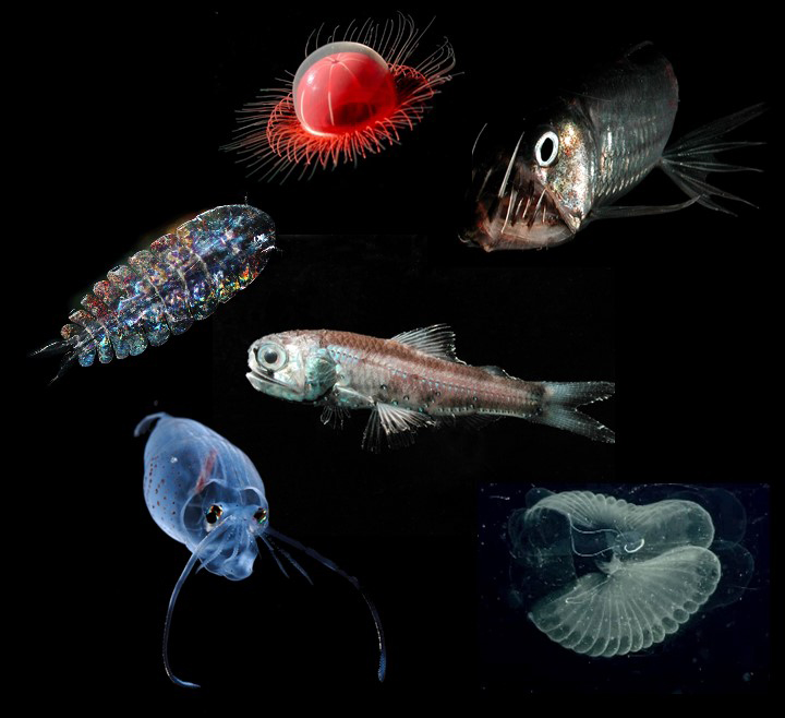 Organisms of the mesopelagic zone, including a viperfish, a copepod, a squid, a lanternfish, a jellyfish, and tunicates.