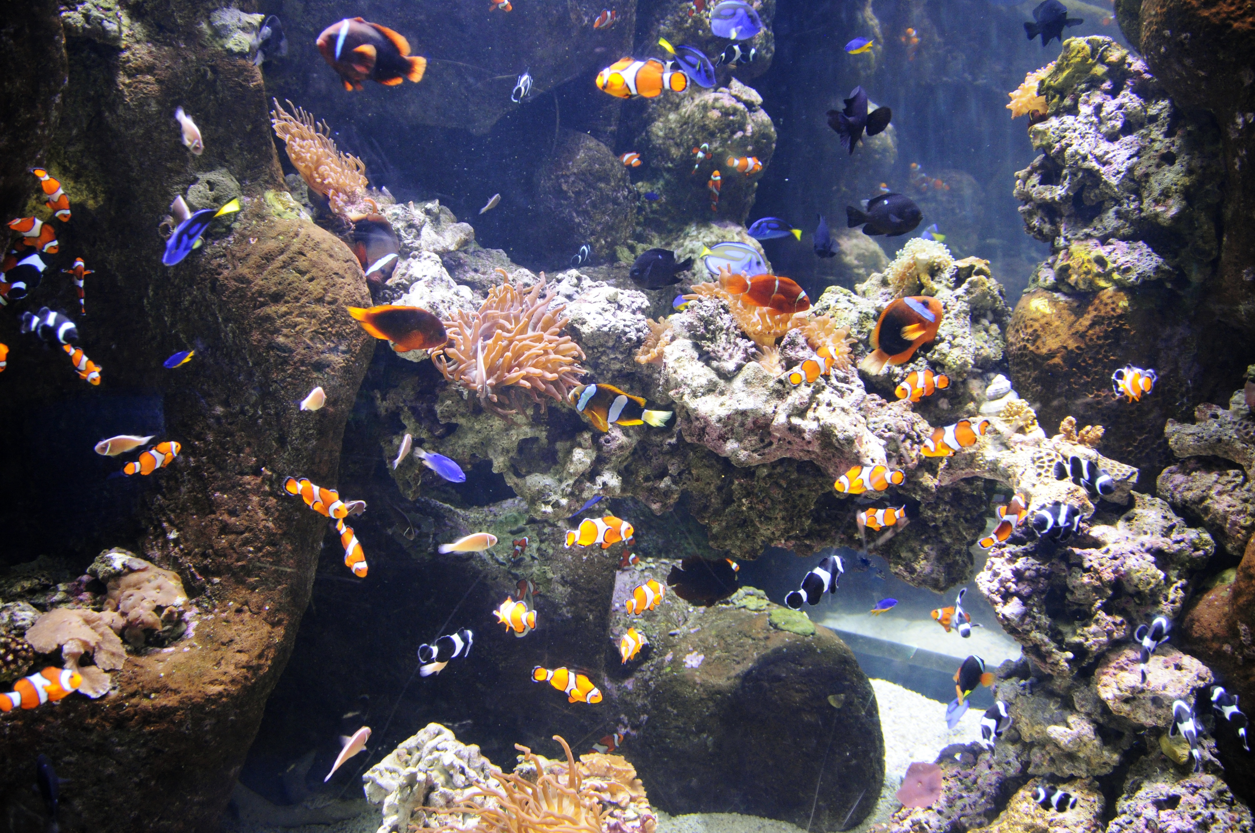fish in crowded aquarium tank