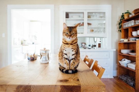 cat sitting on a table 