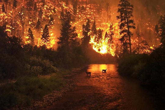 A wildfire in the Bitterroot National Forest in Montana, United States. Two elk stand in a stream with a hillside on fire in the background.