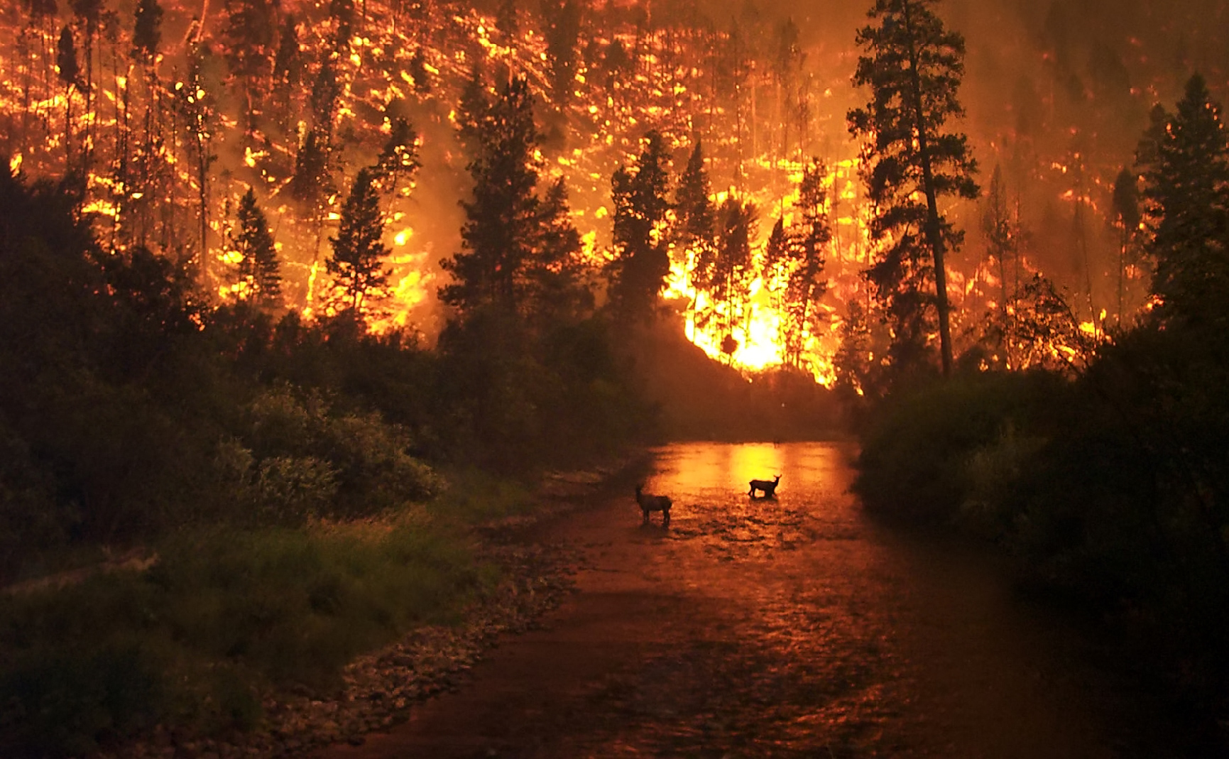 A wildfire in the Bitterroot National Forest in Montana, United States. Two elk stand in a stream with a hillside on fire in the background.