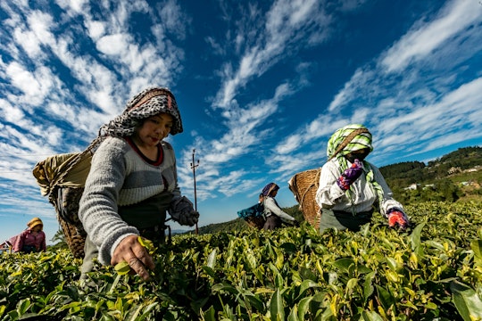 women working in a field close up of women working on a farm in southeast asia