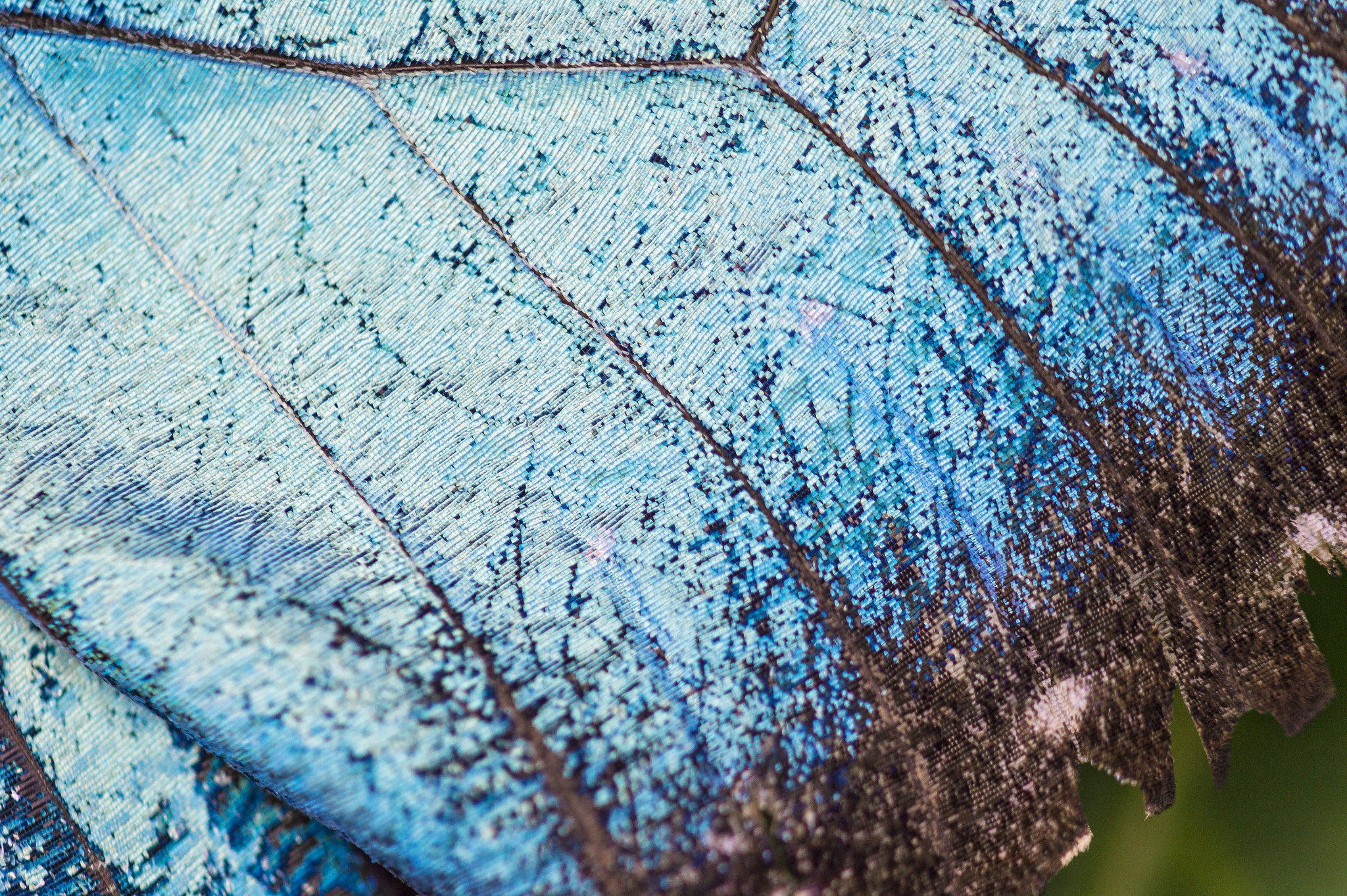A close-up view of the veins and details of a blue morpho butterfly's wings