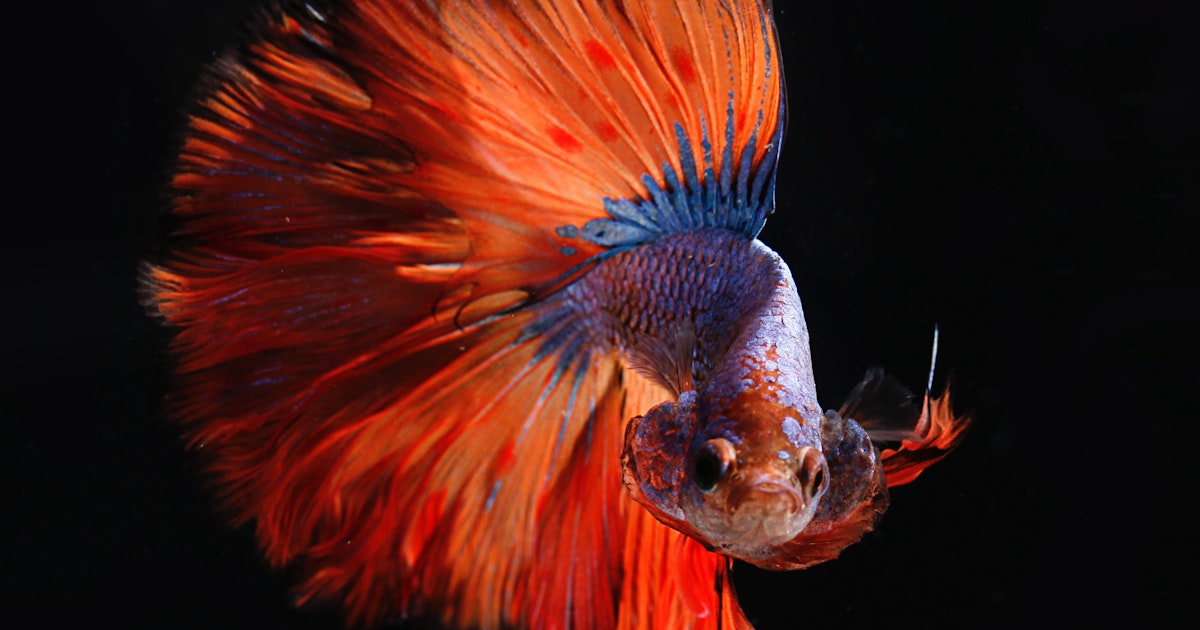 Where Do Aquarium Fish Come From