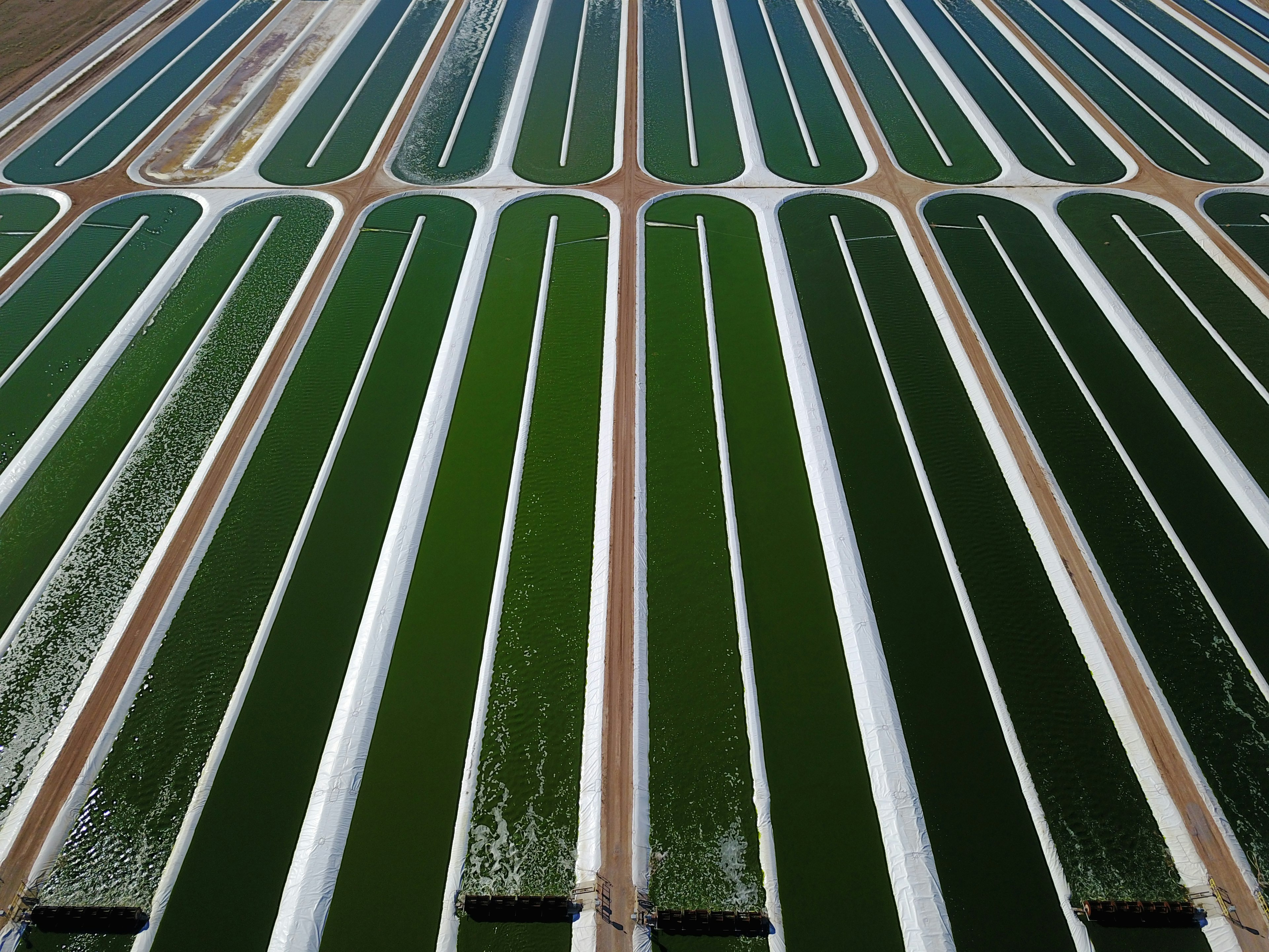 An aerial view of large pools of water used to grow Nannochloropsis, an edible algae.
