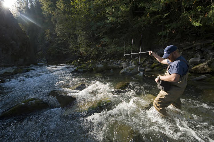 A US Fish and Wildlife Services scientist standing in a stream, tracking bull trout using radio telemetry