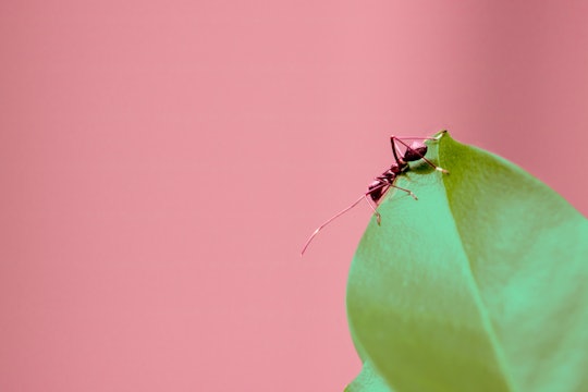 a small ant on a green leaf in front of pink background