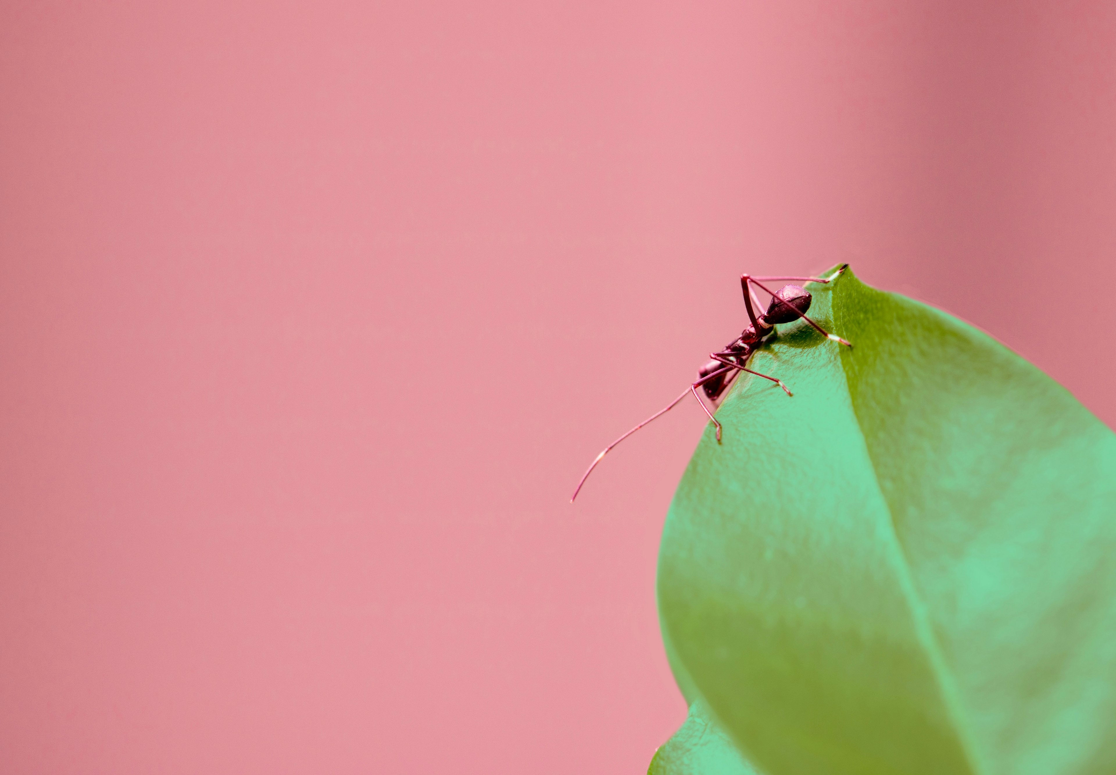 a small ant on a green leaf in front of pink background