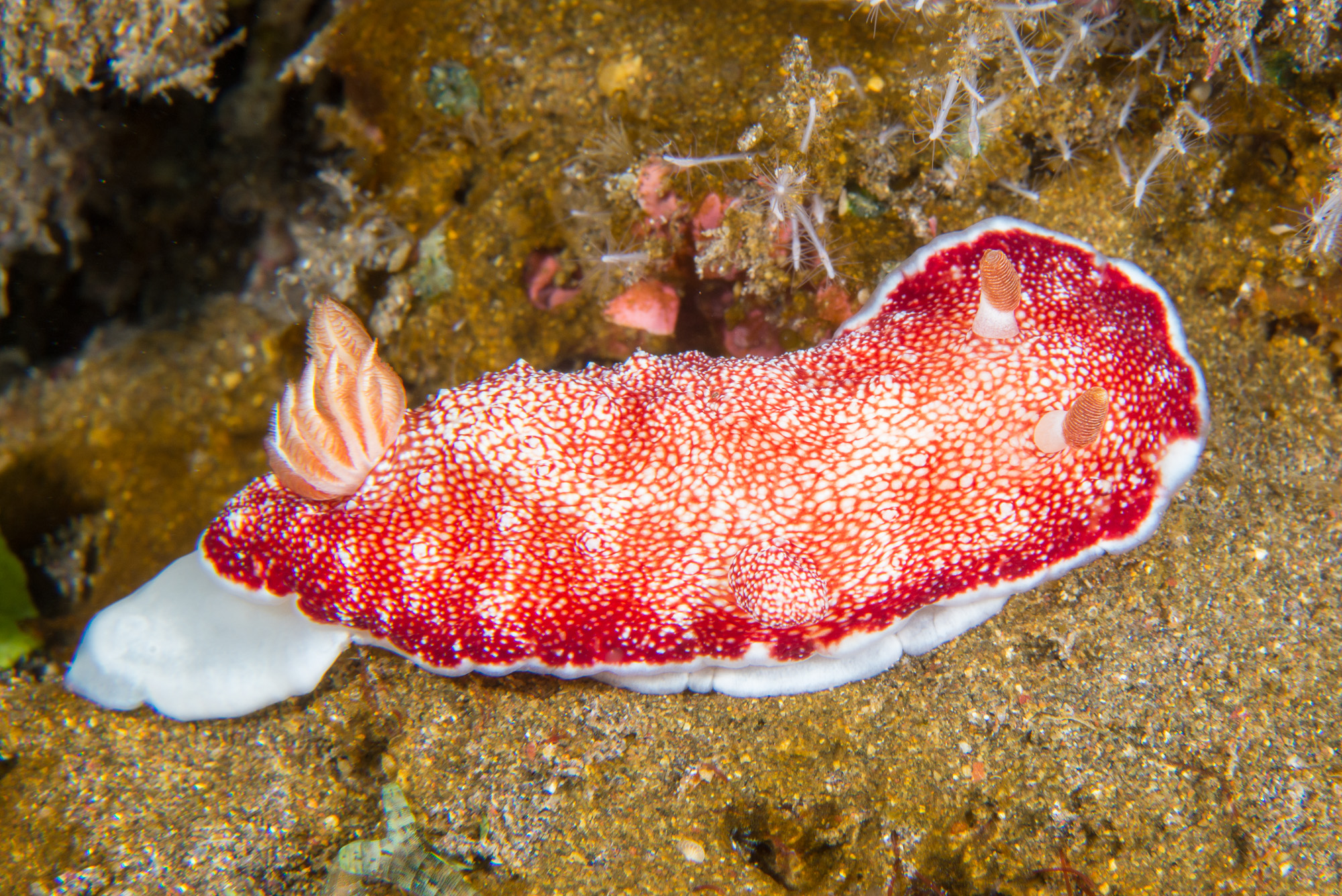 A nudibranch, a little mollusc shaped like a long pancake, colored red on top and white on the bottom.