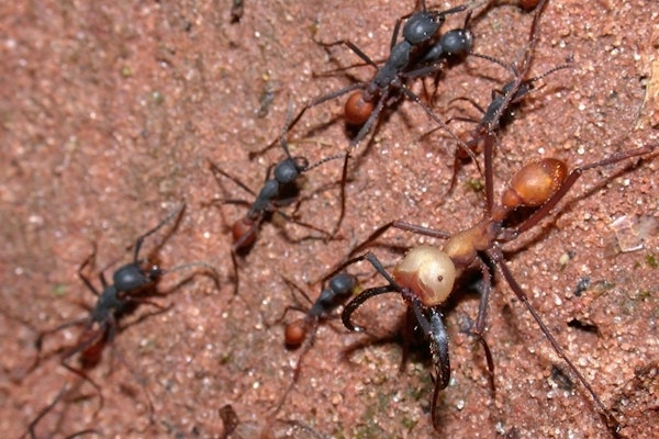 Eciton burchellii army ants Eciton burchellii army ants