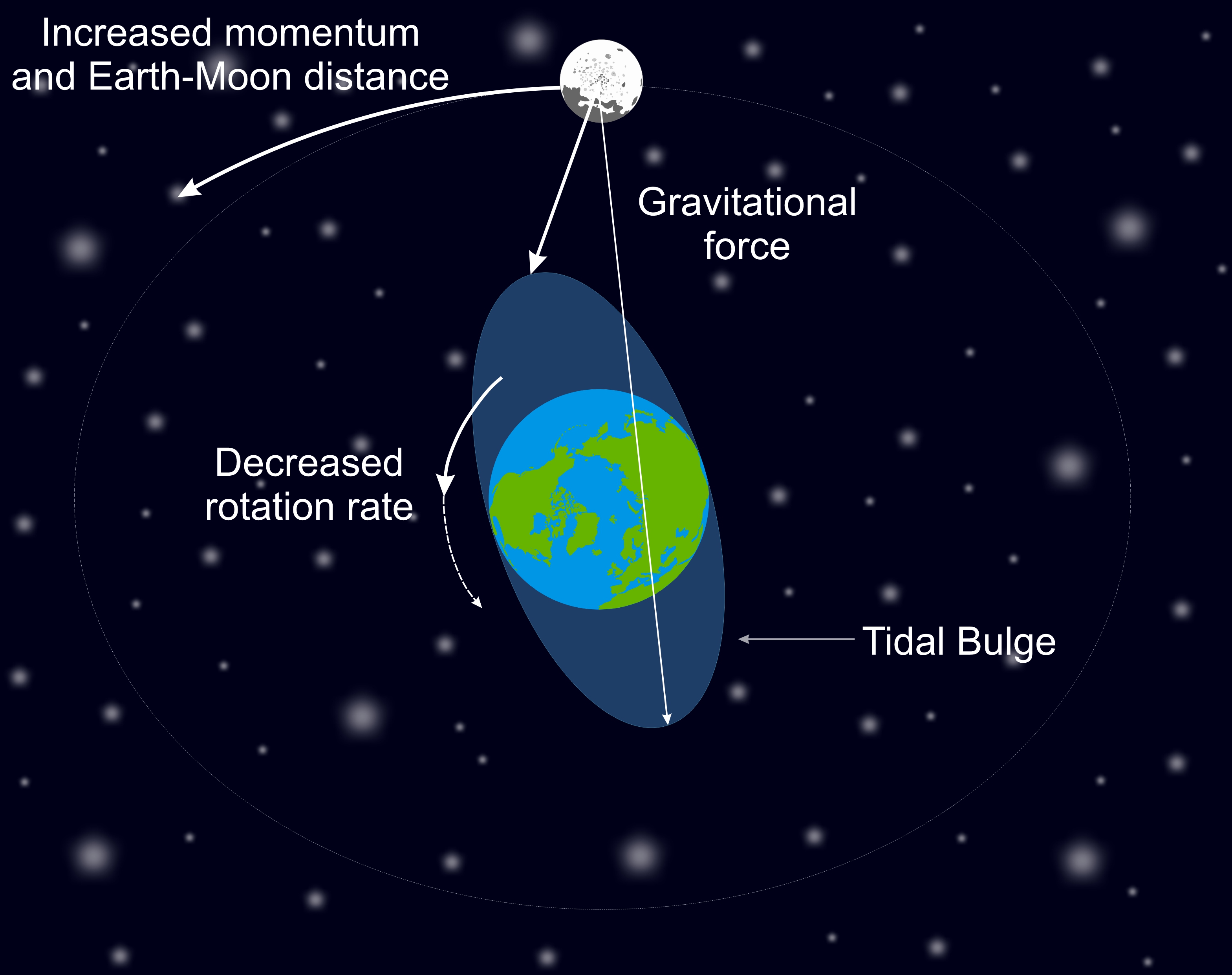 Because the tidal bulge is delayed by friction, and a day is shorter than a month, the tidal bulge is positioned ahead of the Moon. This creates a torque that increases the Moon’s momentum and decreases the rate of Earth’s rotation, thus making days increasingly longer