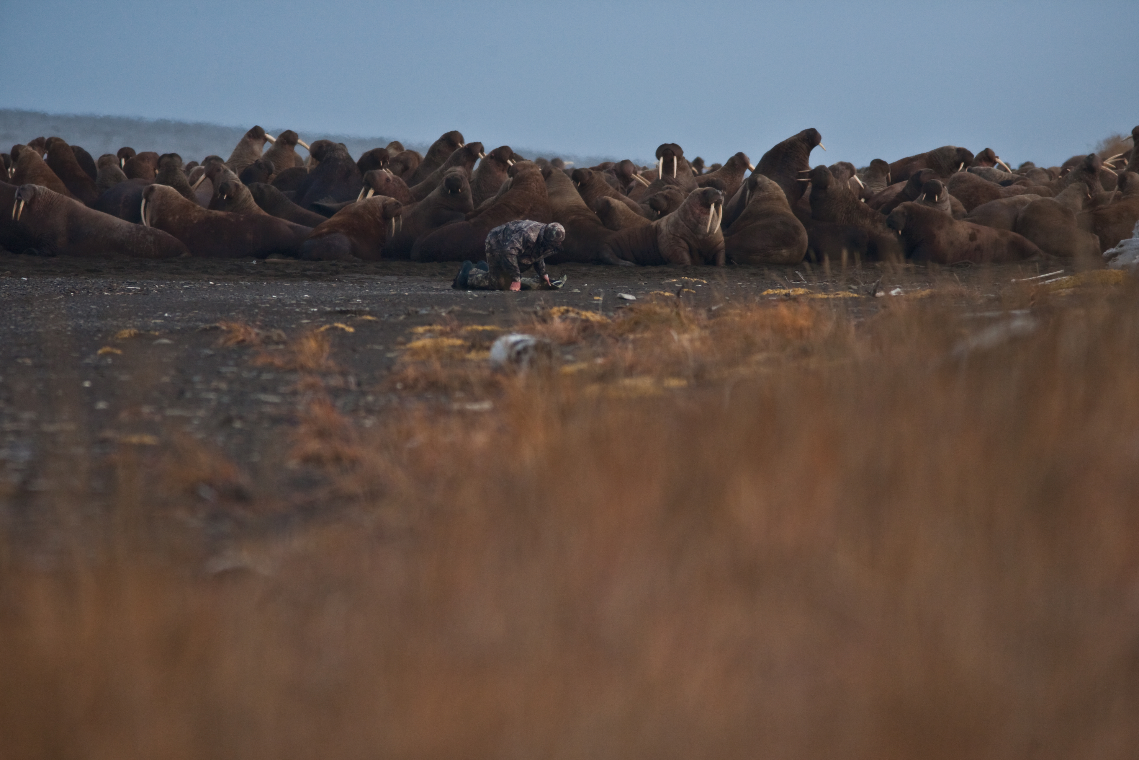 A biologist works to apply behavior tracking radios to walruses to better understand how the loss of sea ice may be affecting the walrus. (USGS)