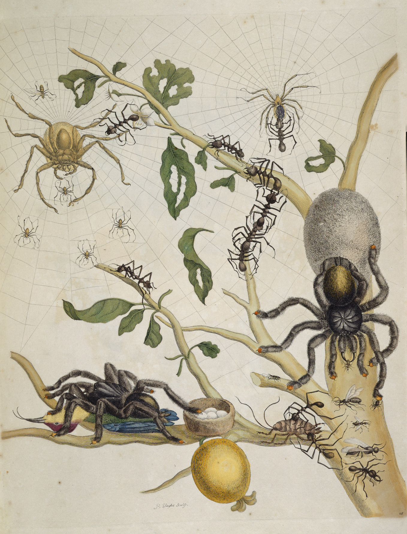 Metamorphosis insectorum Surinamensium.  Notice the bird-eating spider in the bottom of the image.