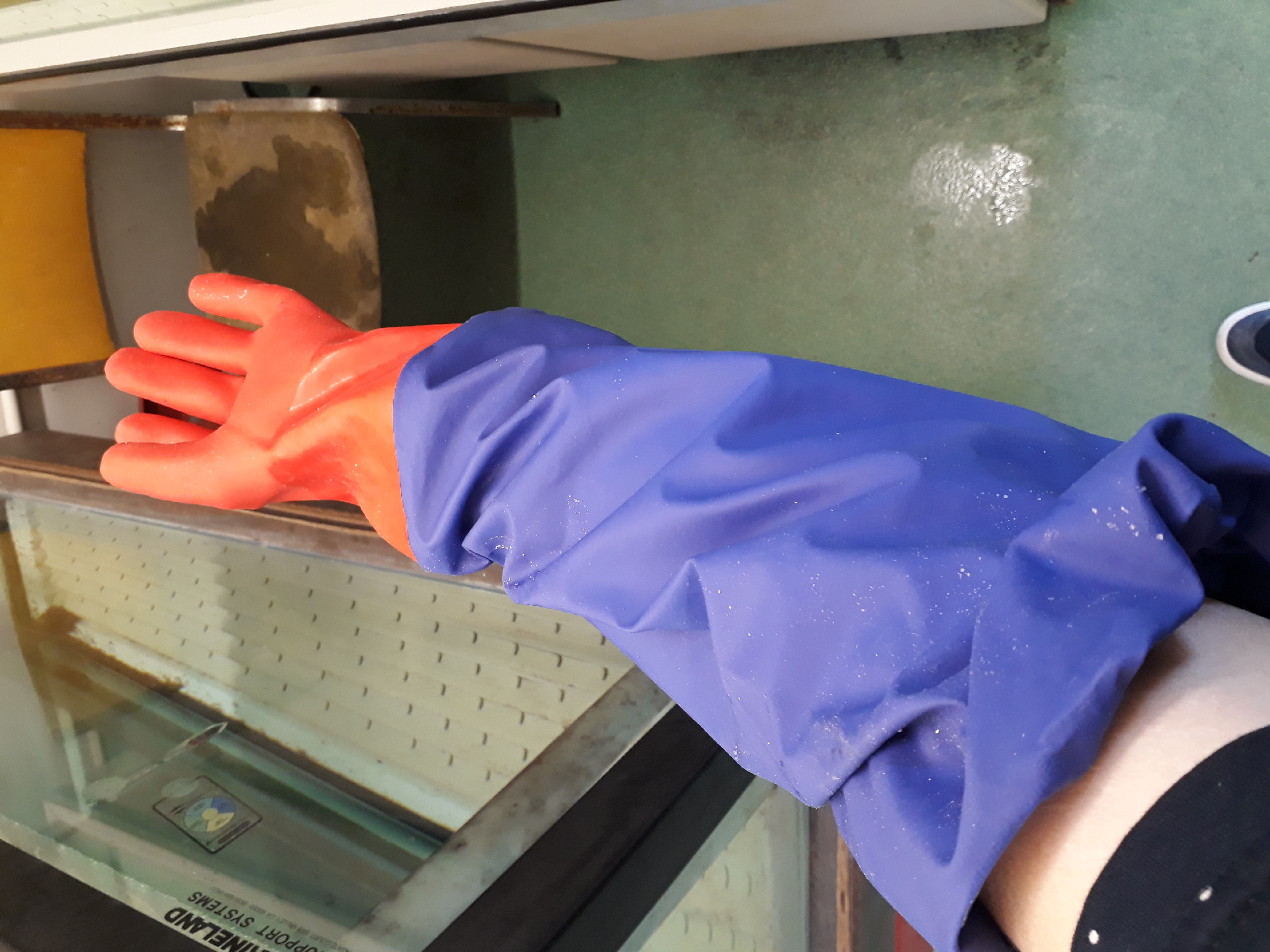 A shoulder length rubber glove used in a research lab to reach into fish tanks. If contaminated, would be thrown in the garbage.