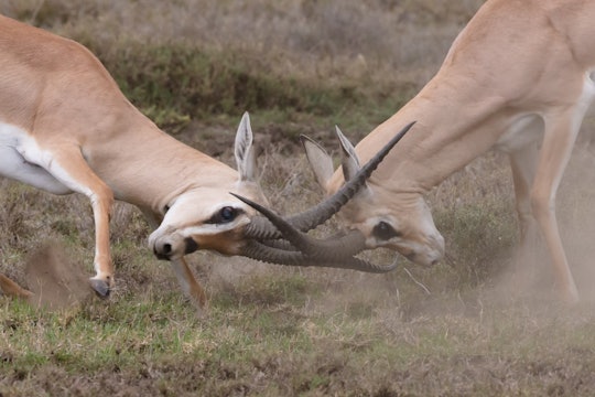Animal fight challenge Animal fight challenge