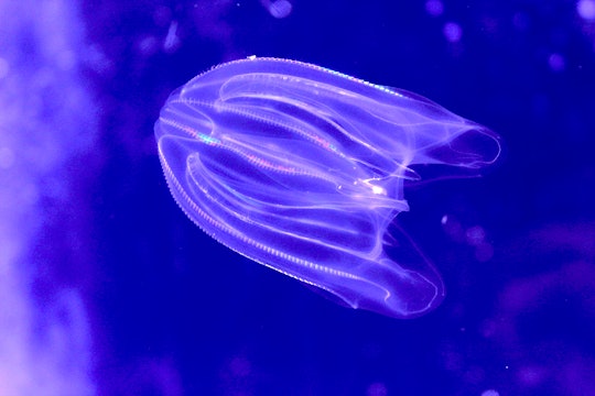 A warty comb jelly (or a sea walnut) swimming