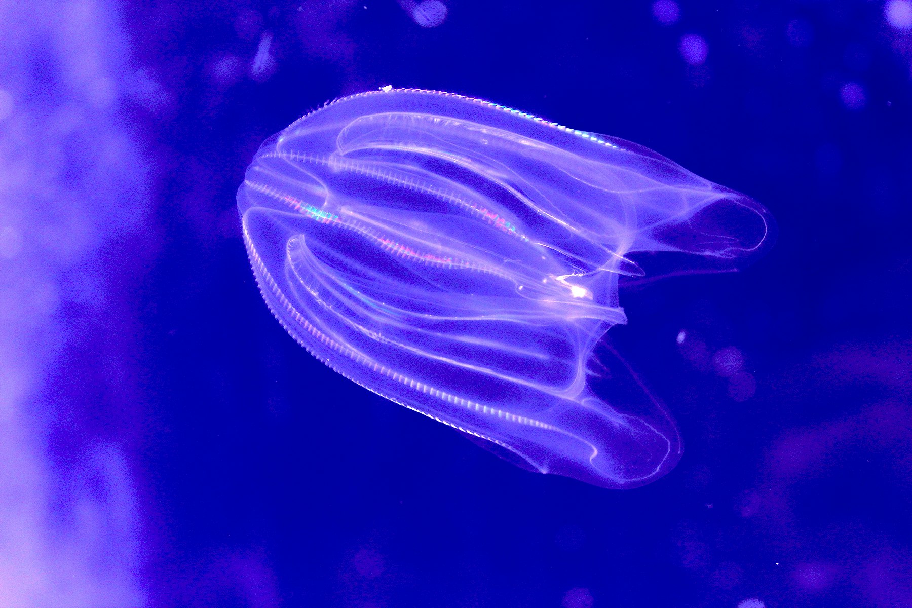A warty comb jelly (or a sea walnut) swimming