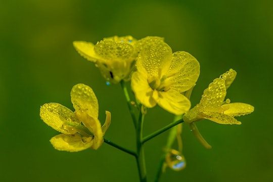 close up of yellow flowers of the mustard plant