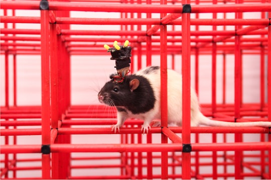 A rat with a device attached to its brain crawls through a three-dimensional (3D) maze.