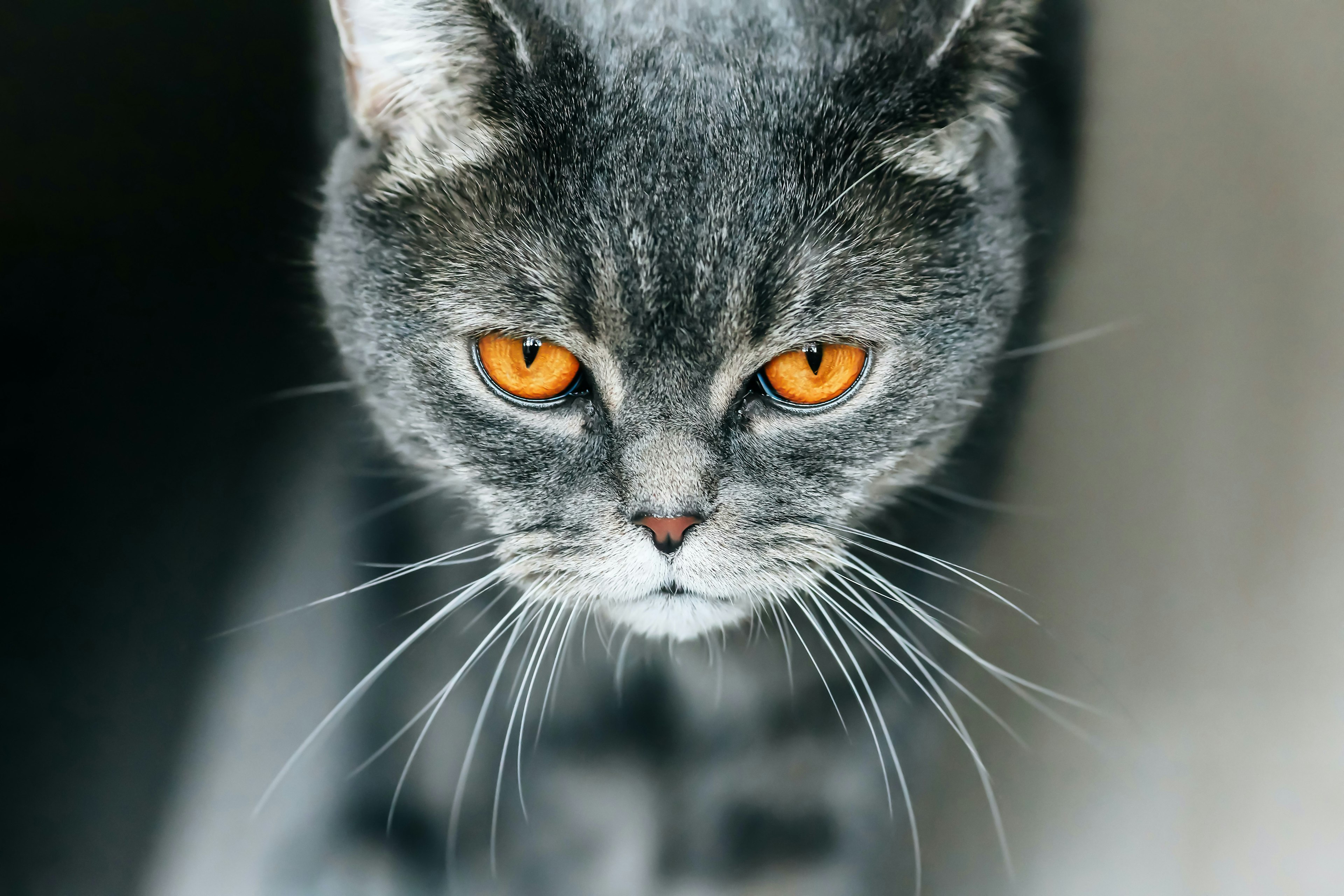 A gray cat with orange eyes