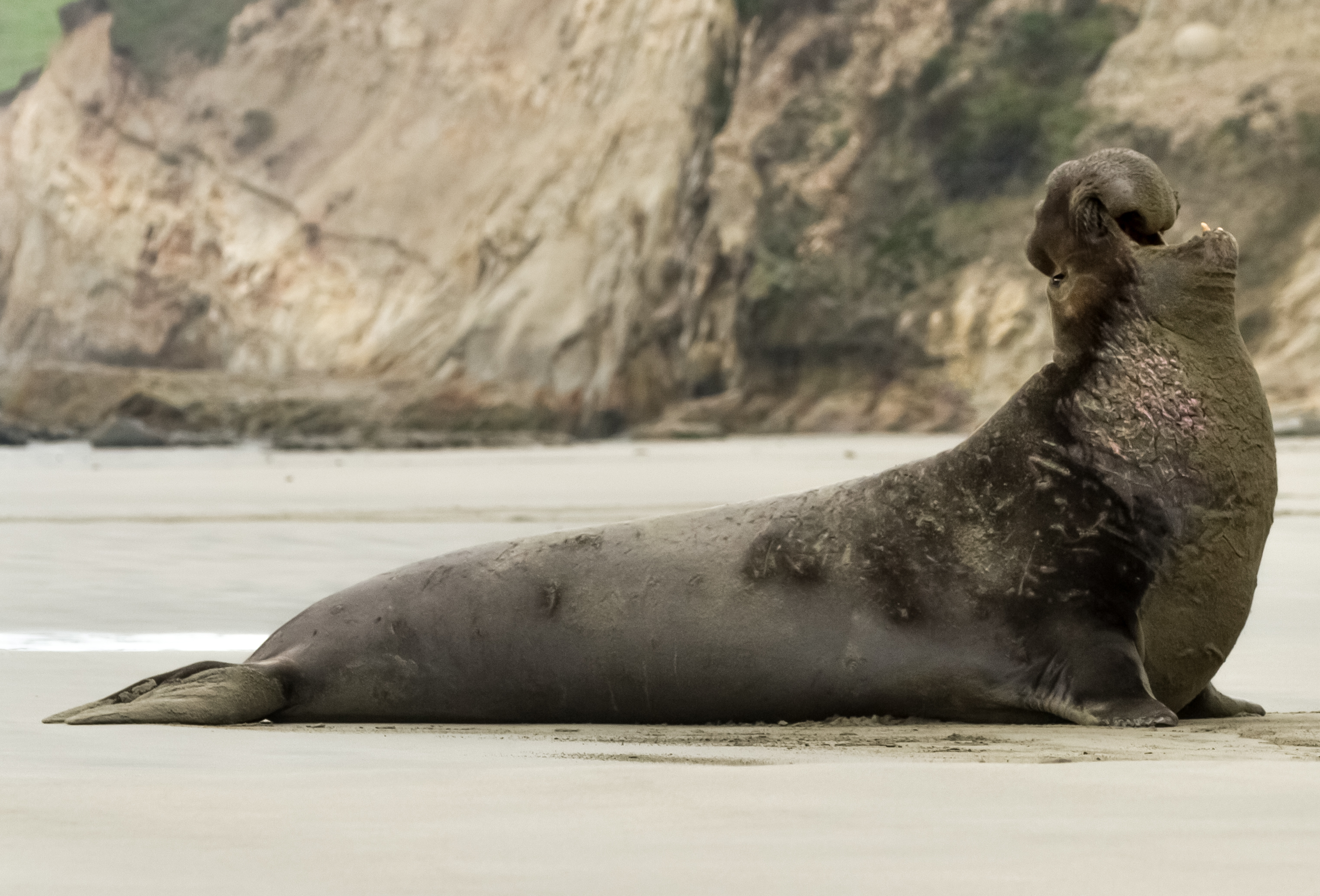 A Northern elephant seal with its mouth open