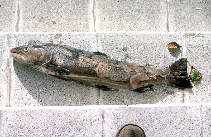 a trout with infected skin laying on the ground