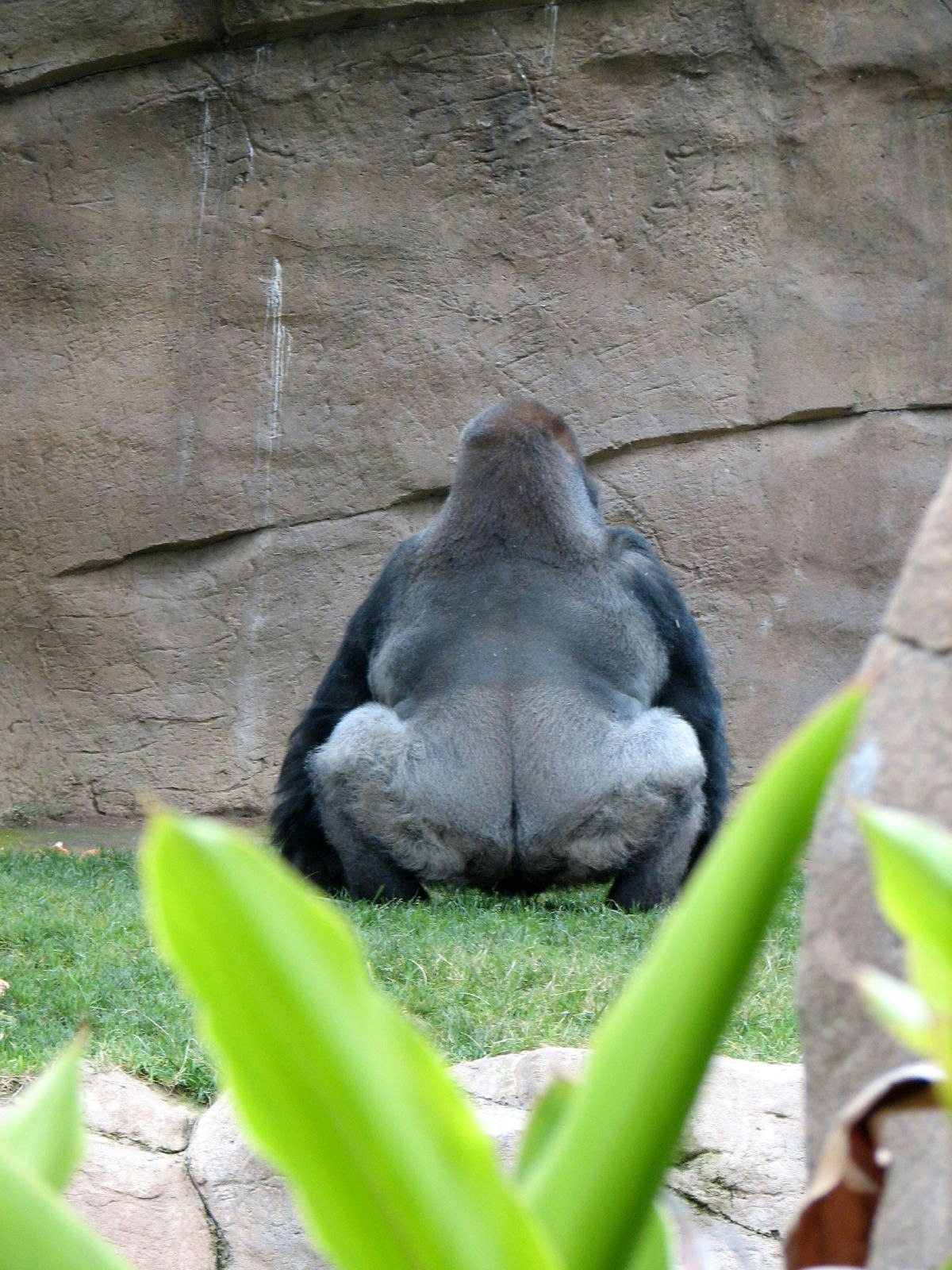 Gorilla bum cheek muscles