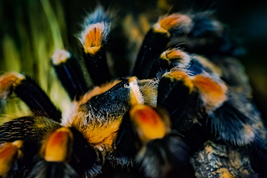 yellow and black tarantula