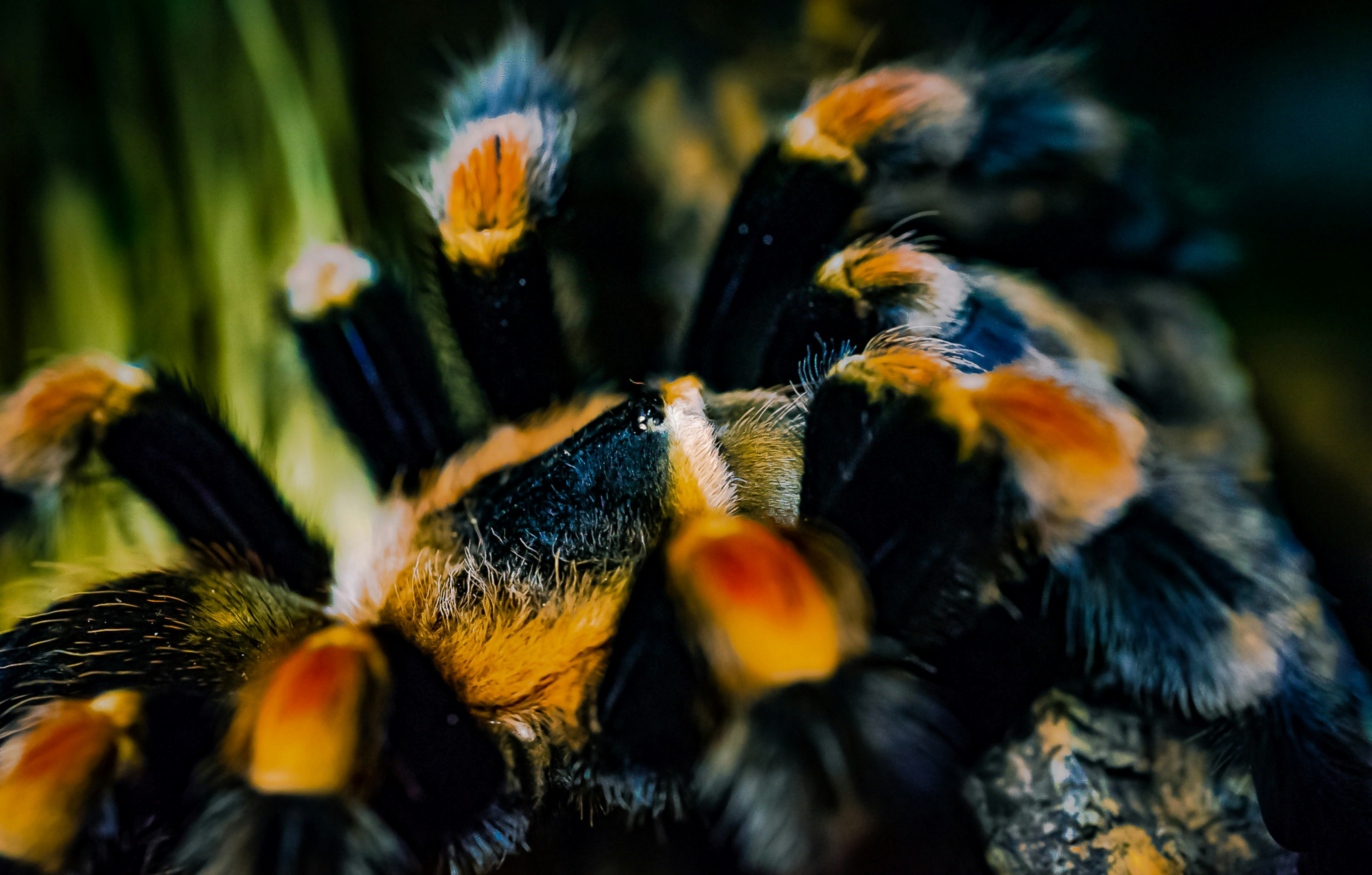 yellow and black tarantula