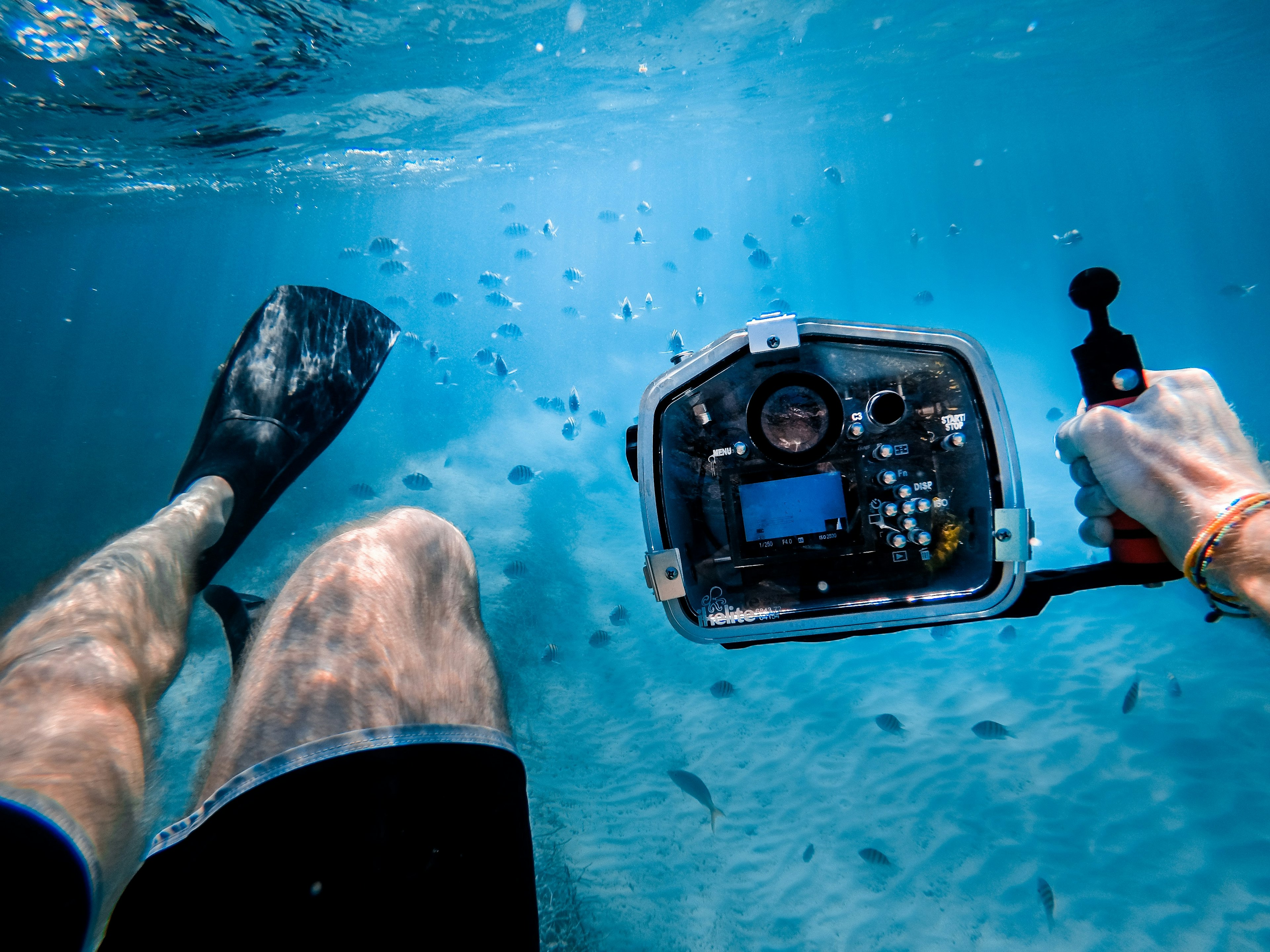 A person holding an underwater camera pointed at some fish