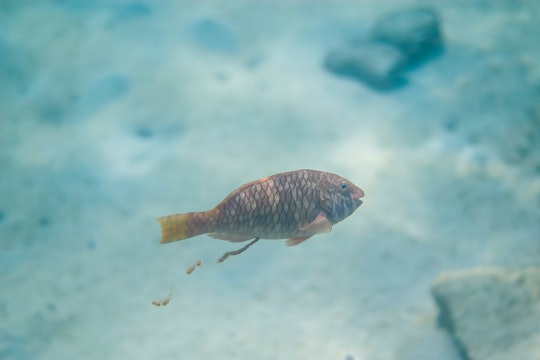 A parrotfish pooping