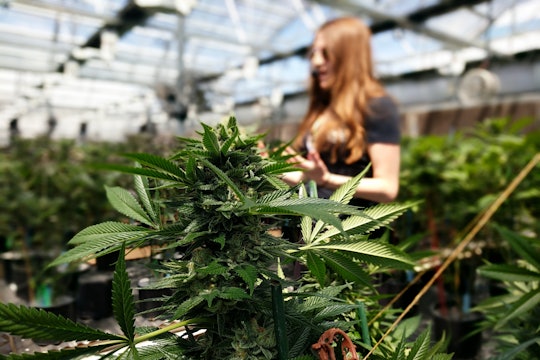 A tour guide leading a group through a marijuana grow facility
