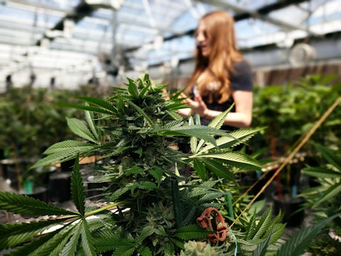 A tour guide leading a group through a marijuana grow facility