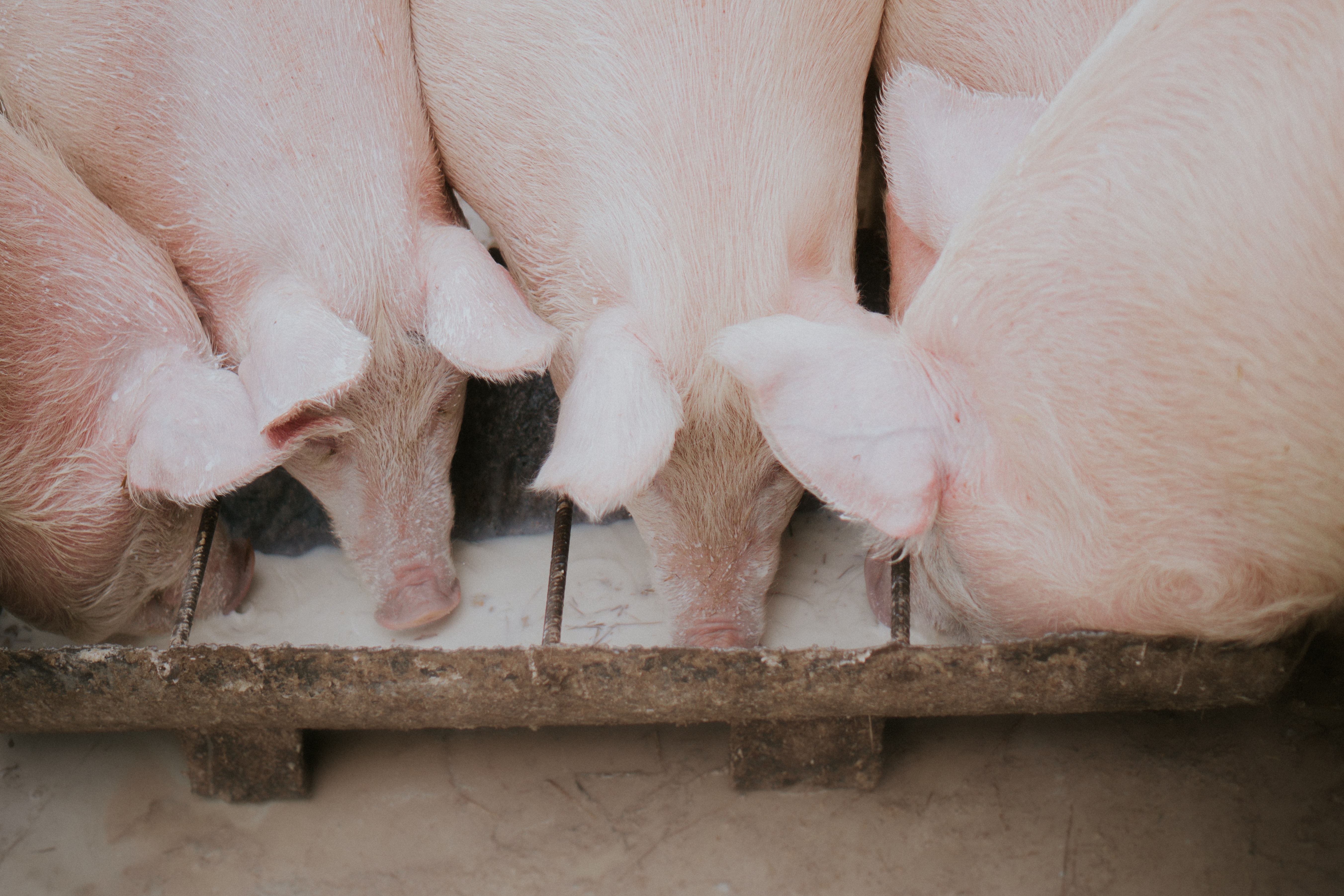 Group of pigs eating in a circle.