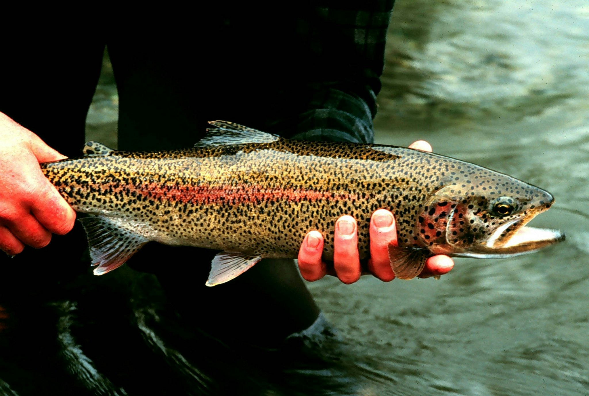 A person holds a trout above the surface of a creek.