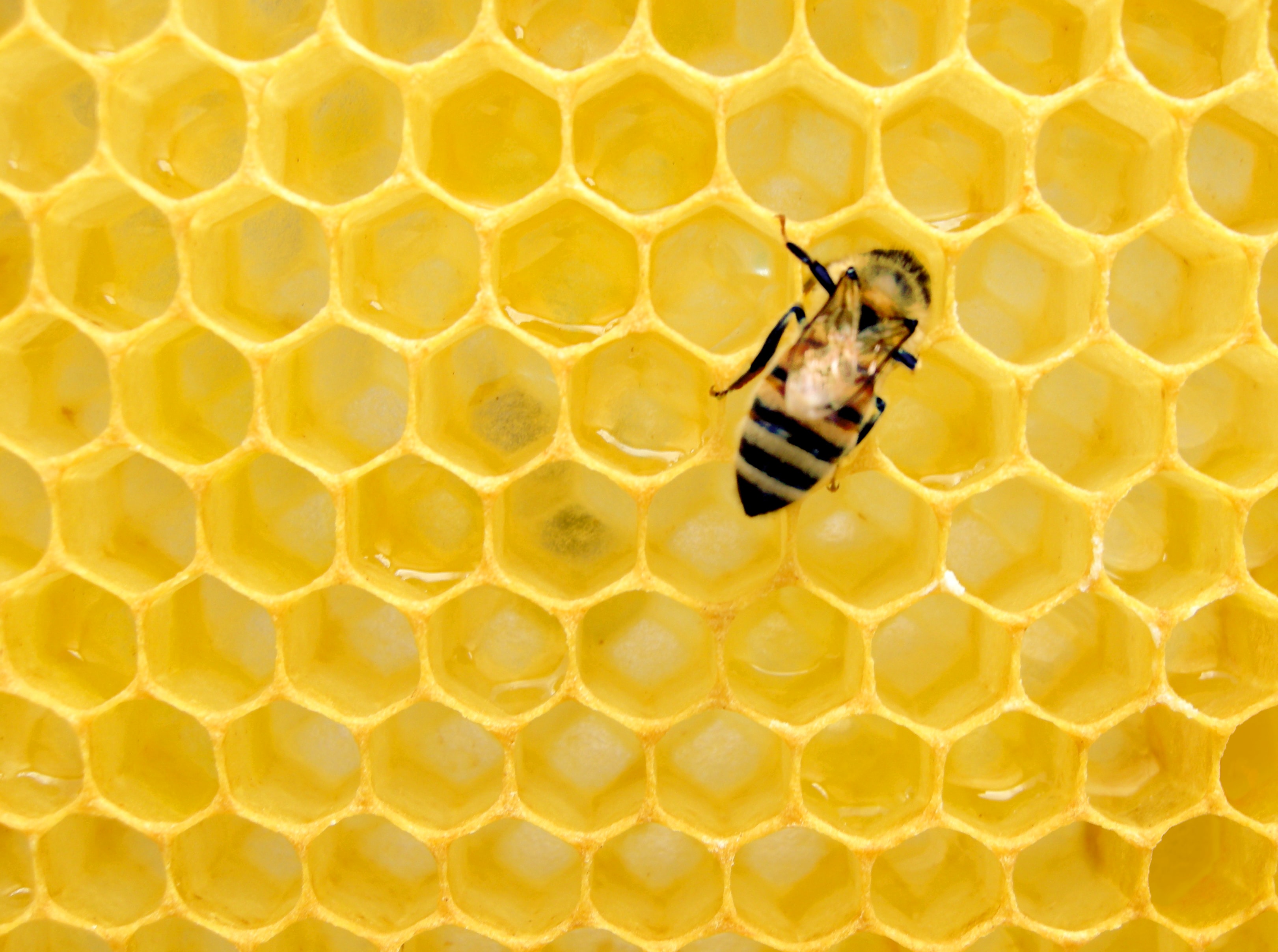 a bee against bright yellow honeycomb