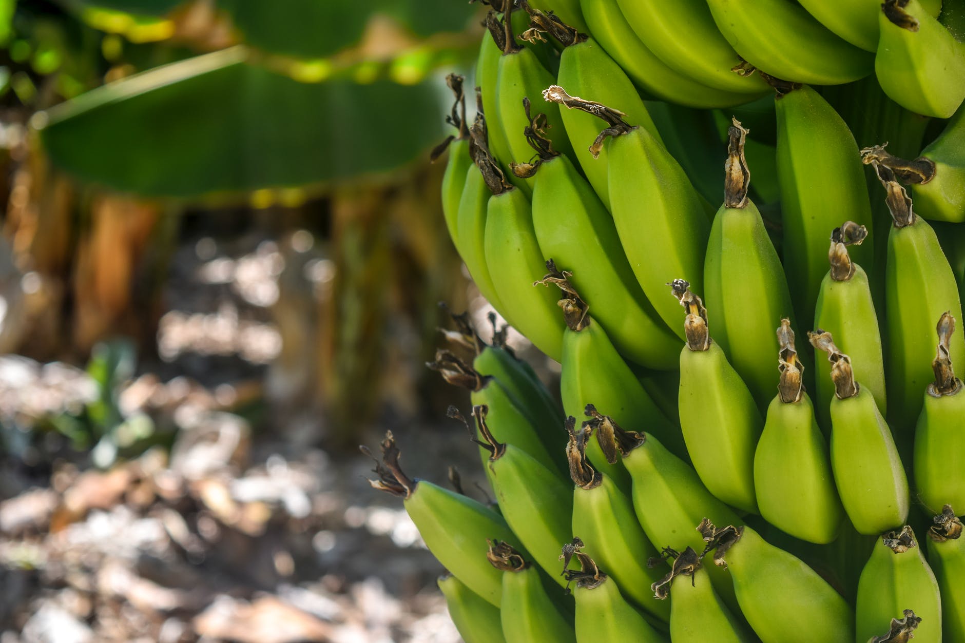 close up of banana tree