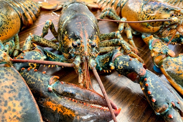 A live lobster on a wooden table A live lobster on a wooden table