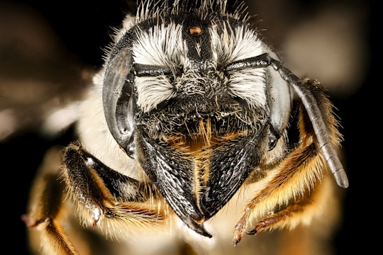 The magnificent mandibled Megachile pugnata
