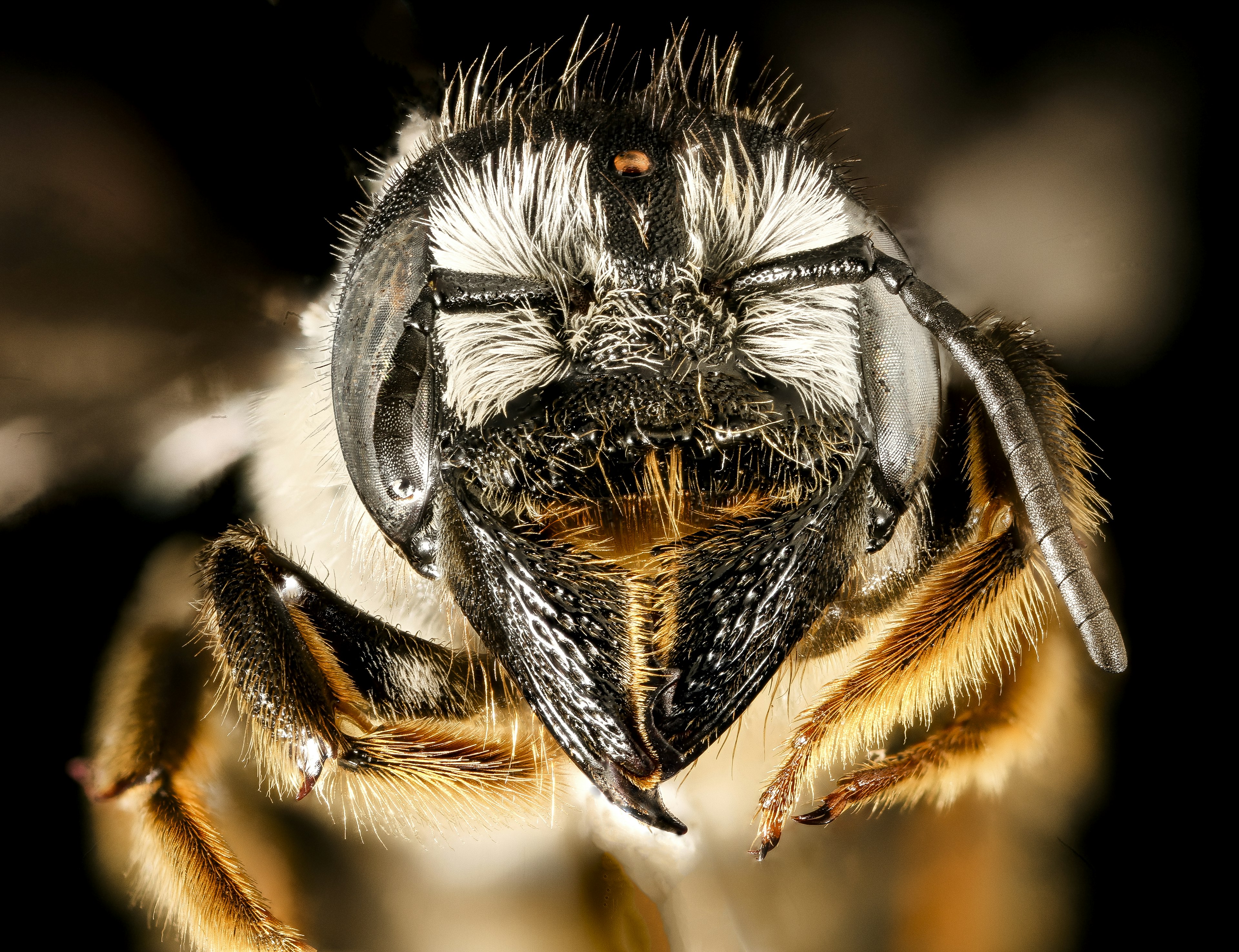 The magnificent mandibled Megachile pugnata
