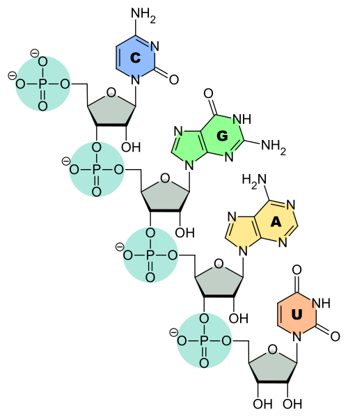 cartoon of the chemical structure of RNA