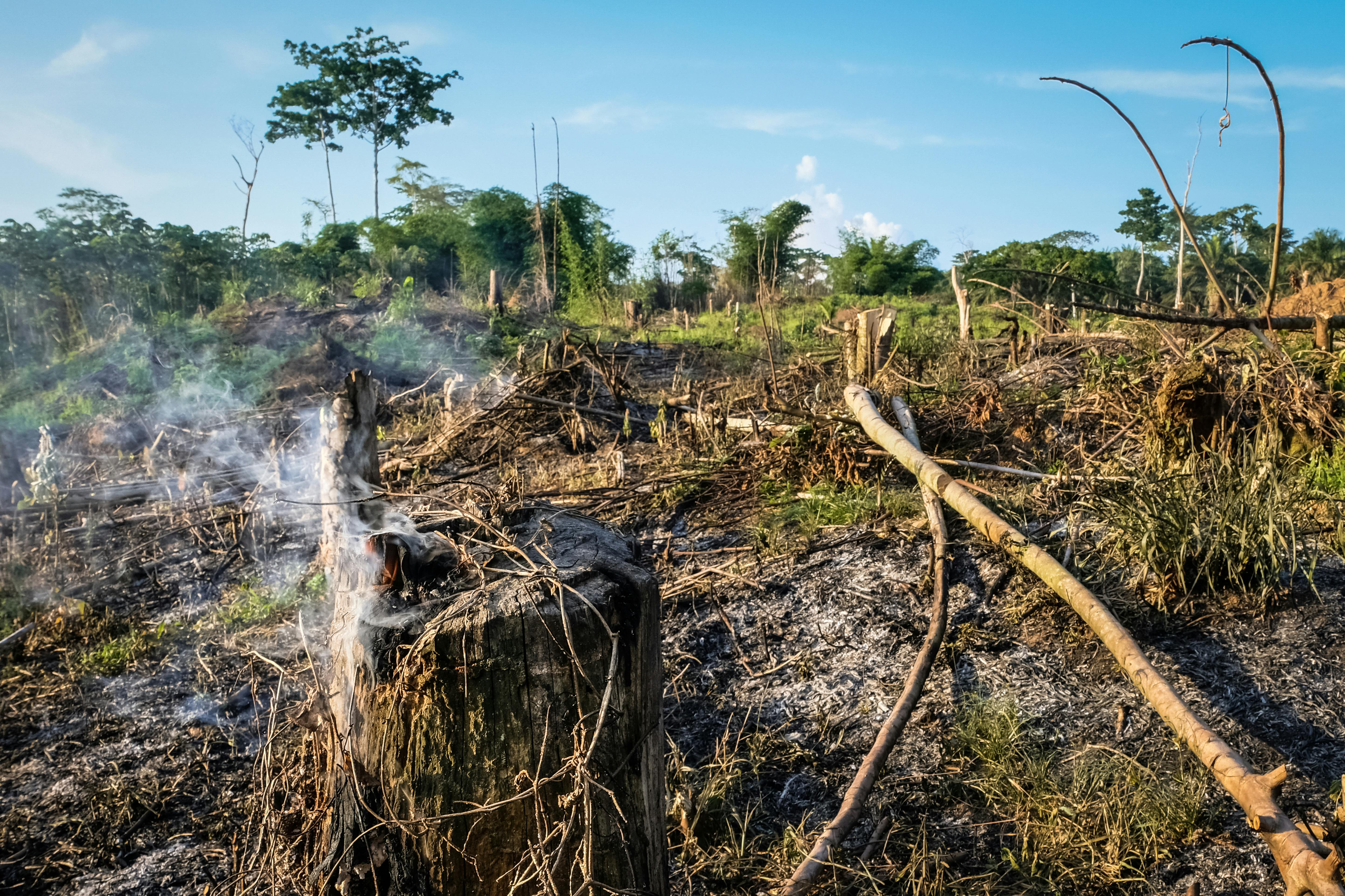 Tropical rainforests may be near a tipping point beyond our control