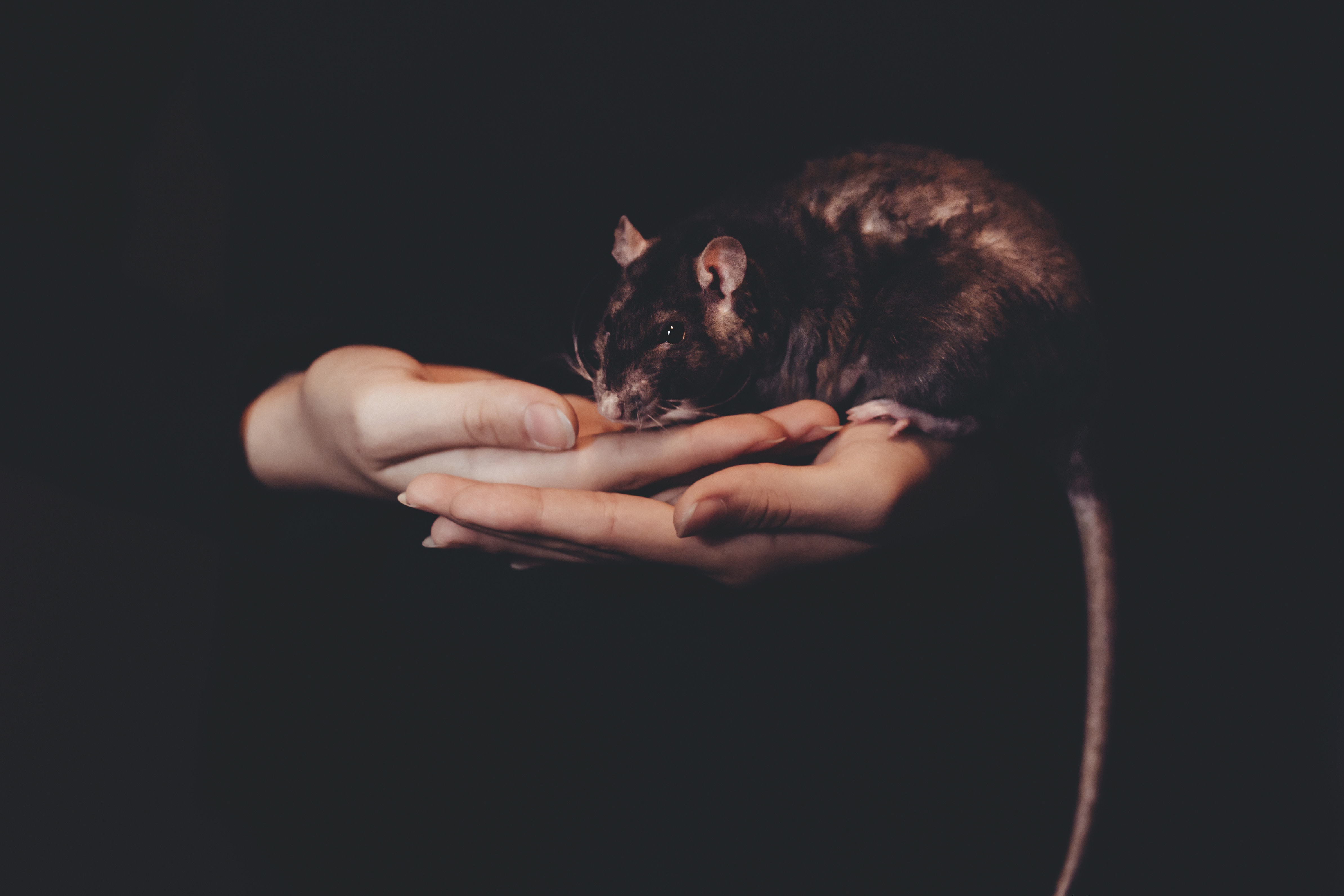 a person's hands holding large black rat