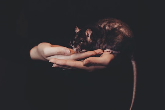 lab rat a person's hands holding large black rat