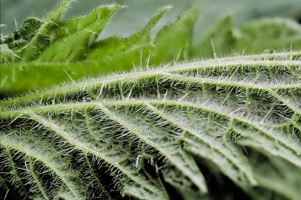 a close up of a plant with long needle like protrusions