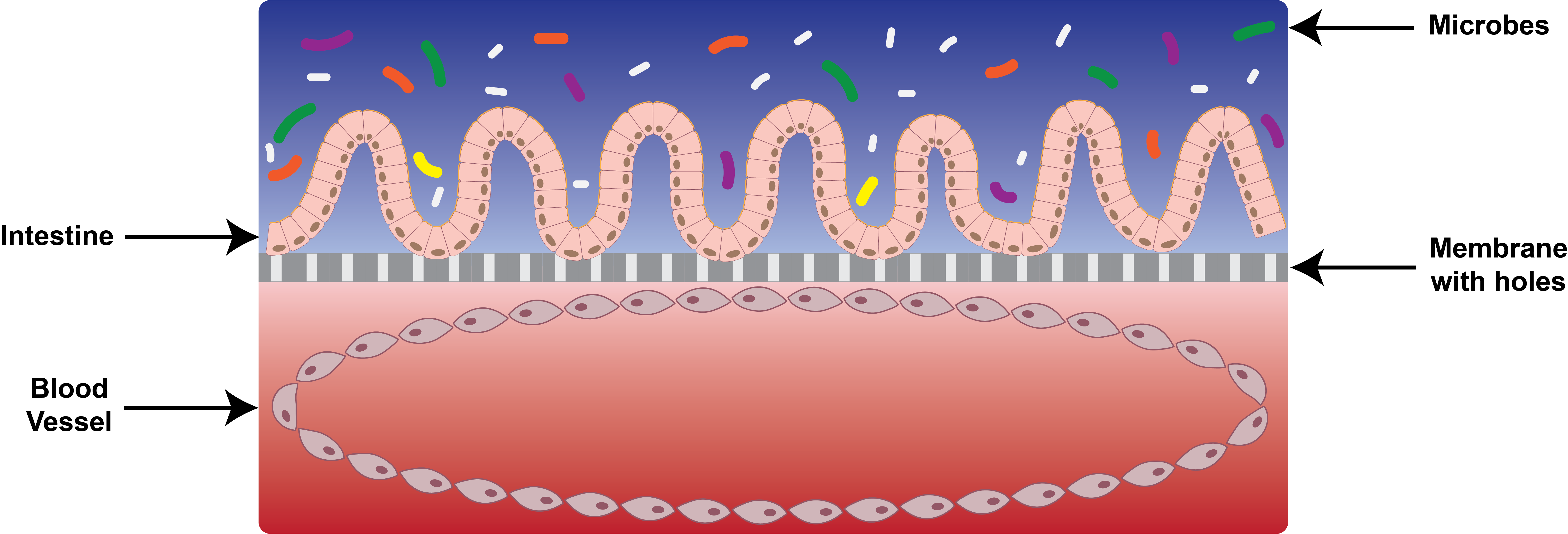 cartoonized cross-section of an intestine on a chip