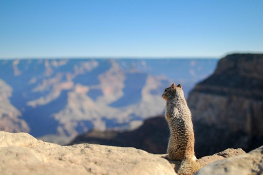 a squirrel perched on the edge of the grand canyon