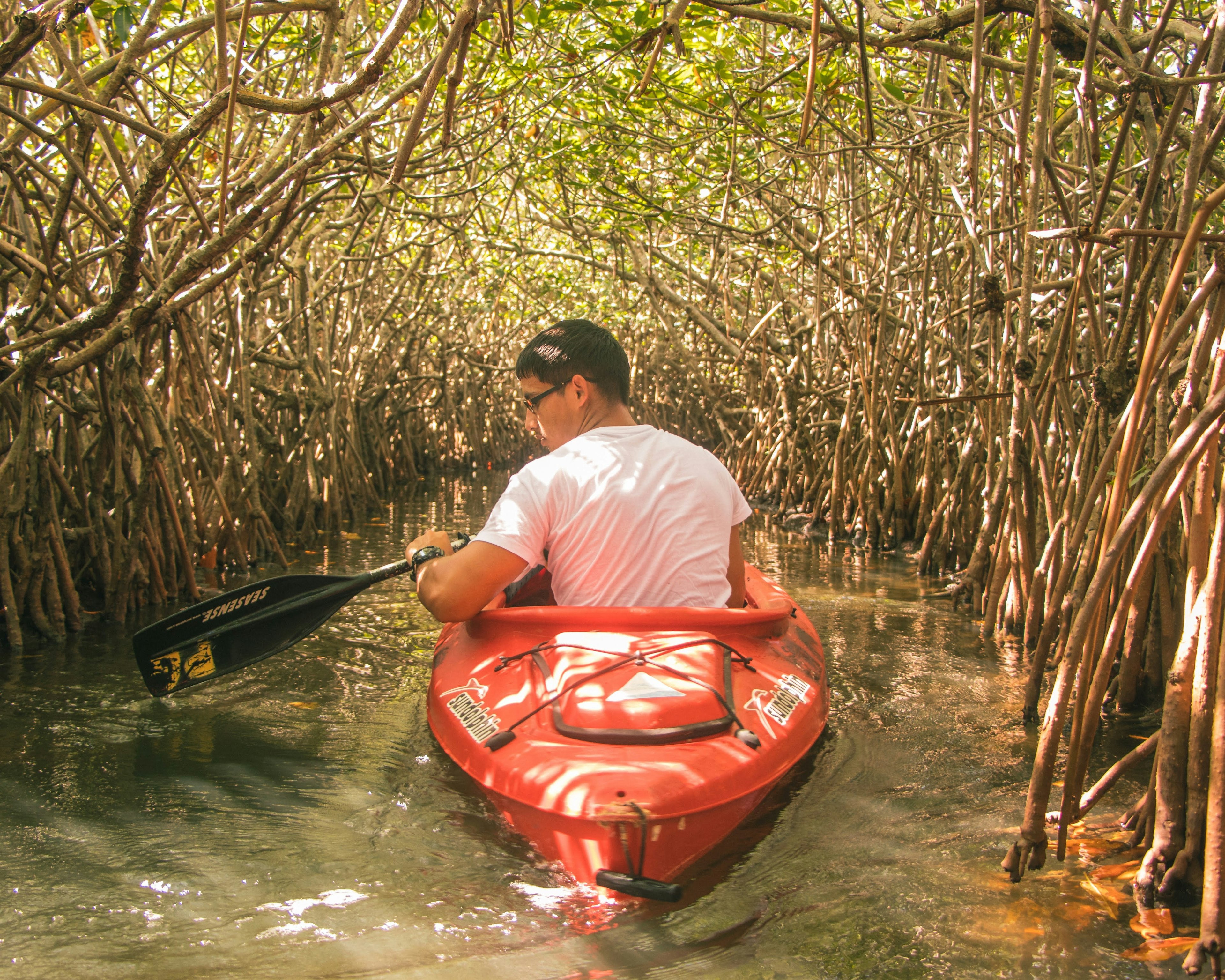 a man in a small boat passes through mangrove trees