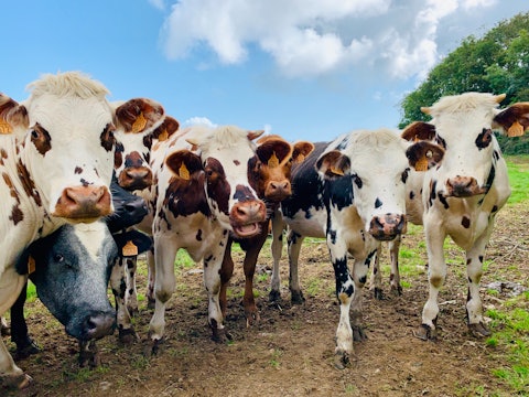 a bunch of cute cows looking at the camera