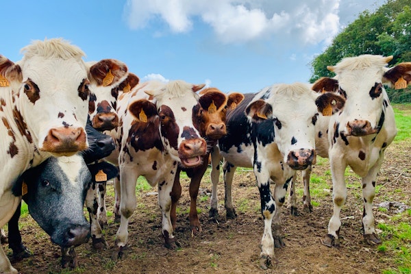 a bunch of cute cows looking at the camera